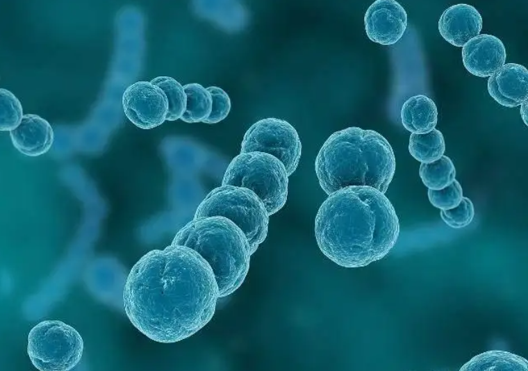 细菌真菌实验验证基因功能常见方法介绍