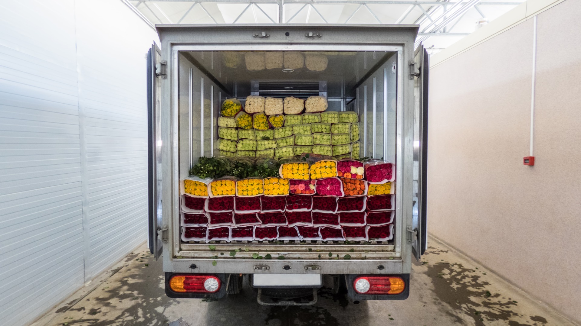 opened-back-doors-truck-loaded-with-rose-flowers-loading-flowers-stock-delivery