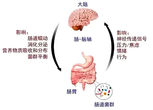 肠道菌群与神经类案例