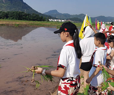 插秧实践研学