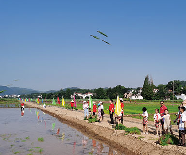 插秧实践研学