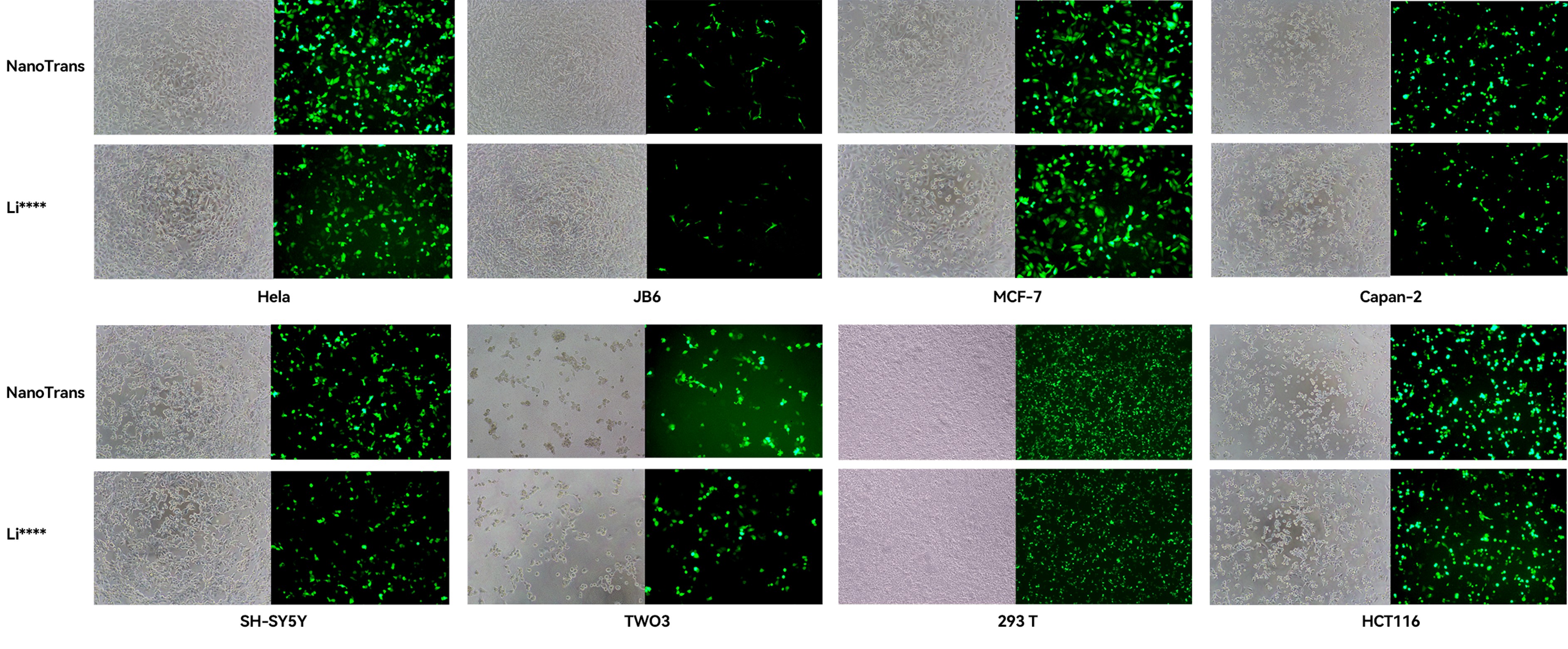 NanoTrans™ Transfection Reagent Plus | CT0005
