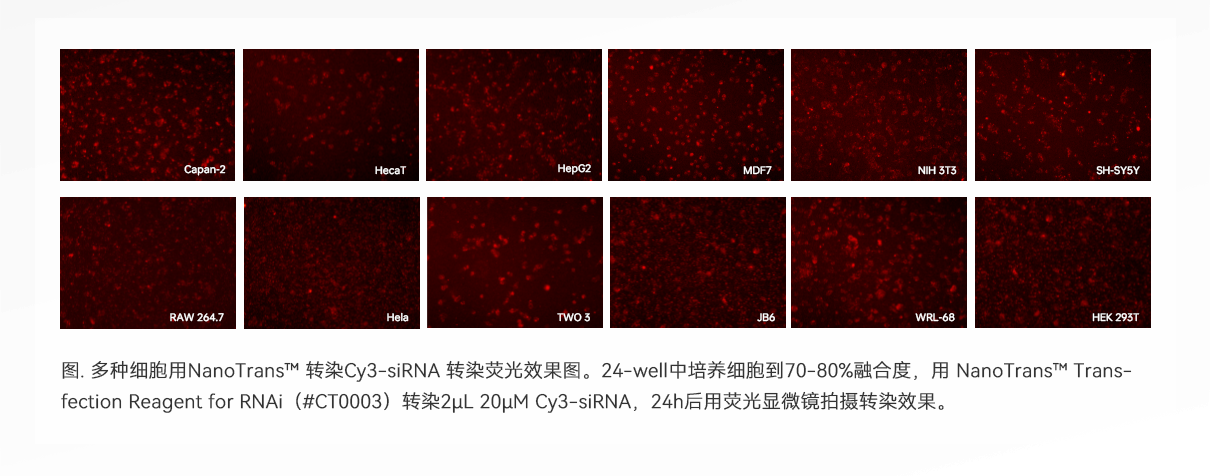 (平台长图_锐竞)-RNA-Oligo_(W1210)-04