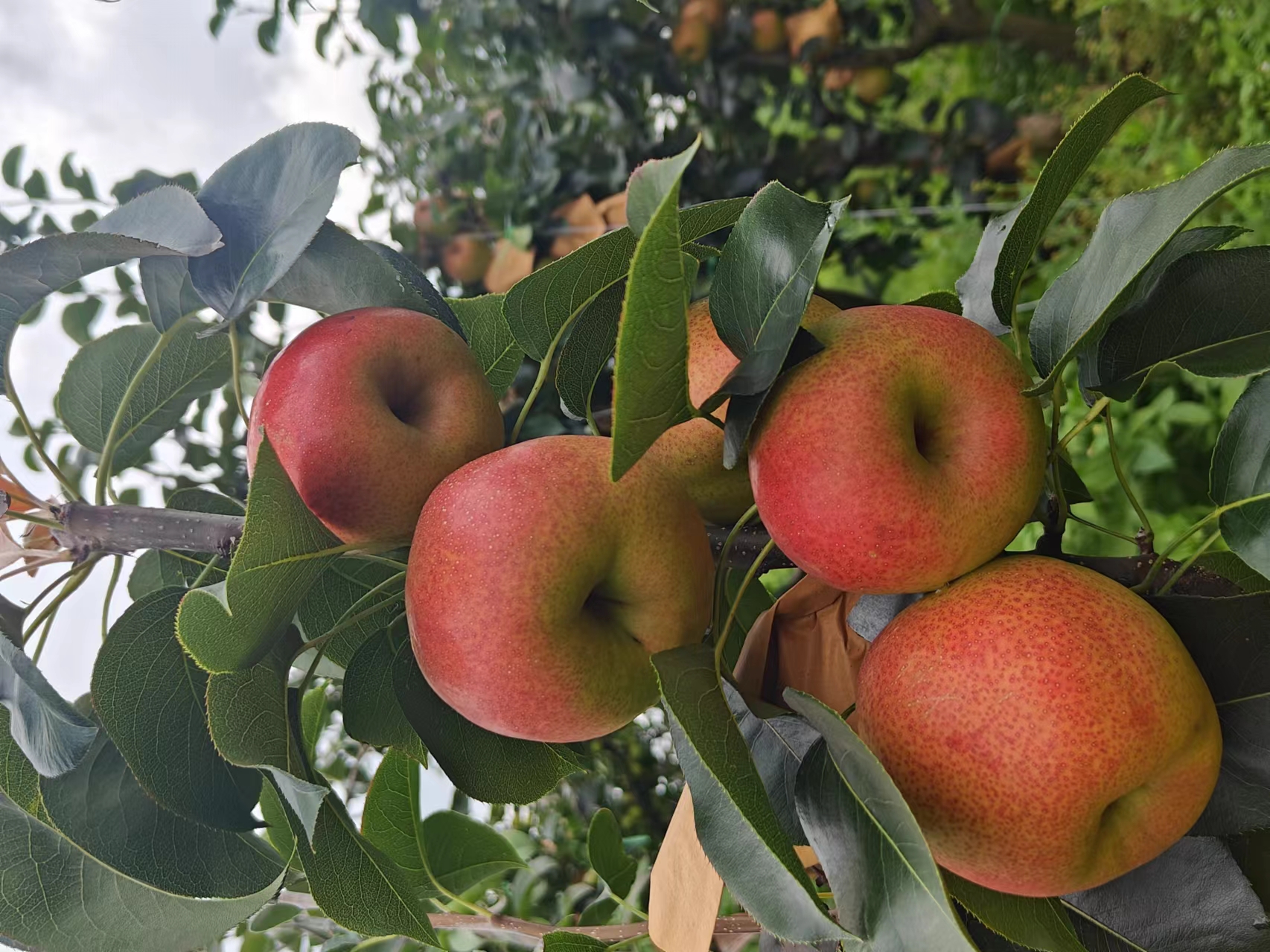 172191005161590ccbf7e02945bf75828ee6e747c95e6