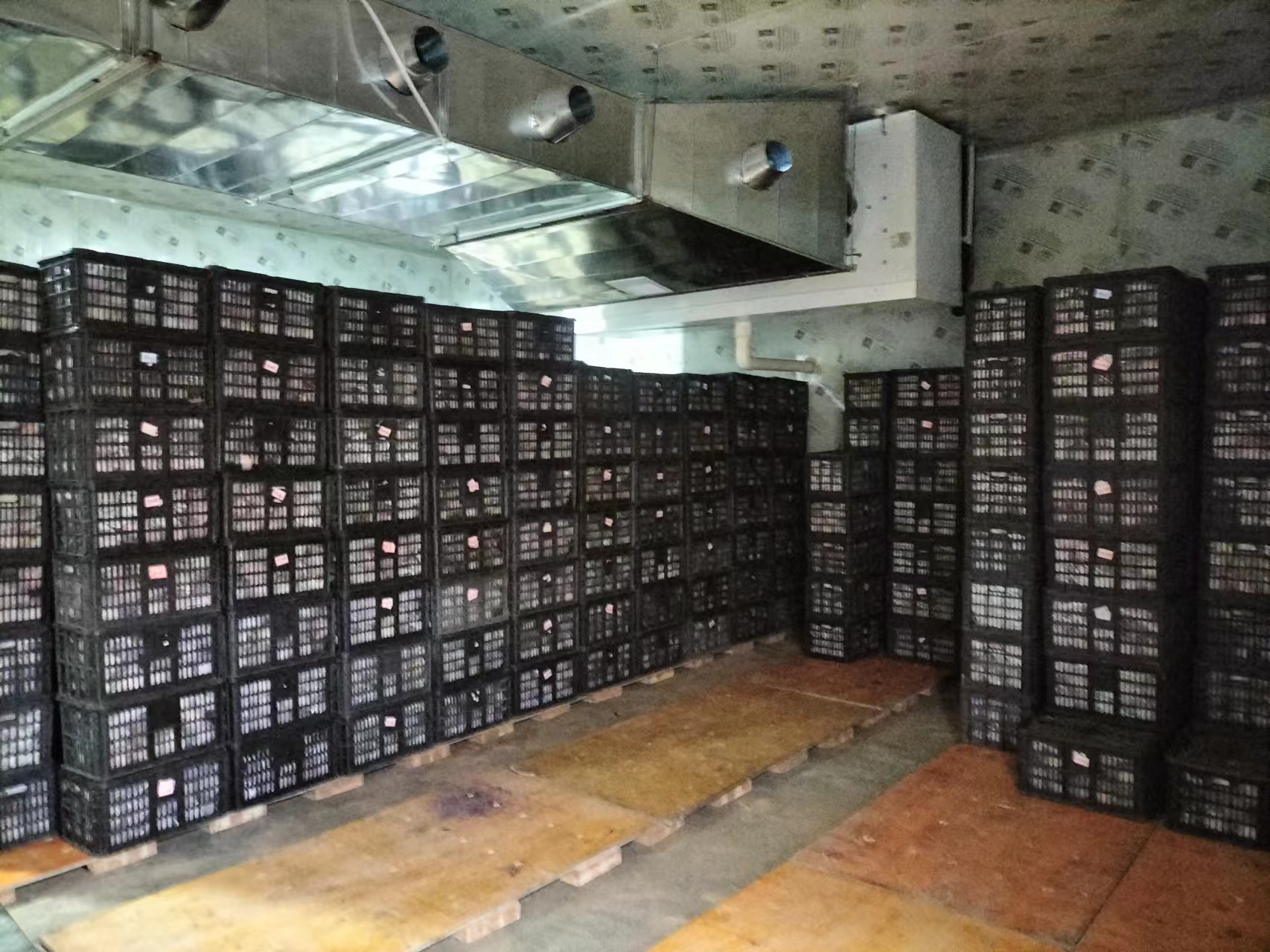 臭氧消毒技術(shù)運用提升梨保鮮期