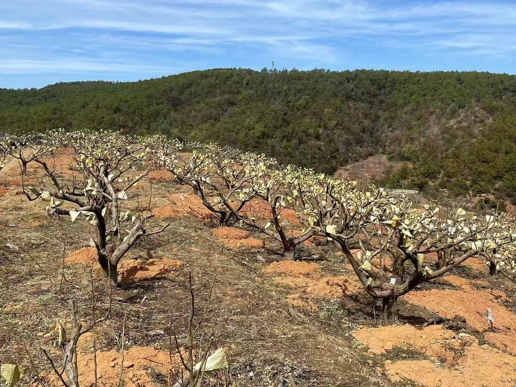 公司高枝換接改良品種有新突破！！！