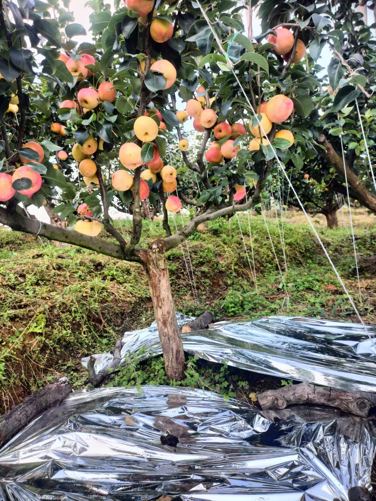 1723702529658096a1d69d20e0318bed4d98b589e846e