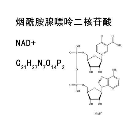 Nicotinamide adenine dinucleotide (NAD+)