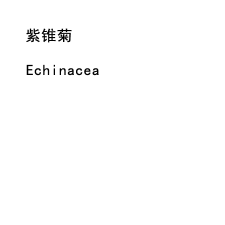 Echinacea