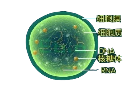 支原體肺炎.webp_副本