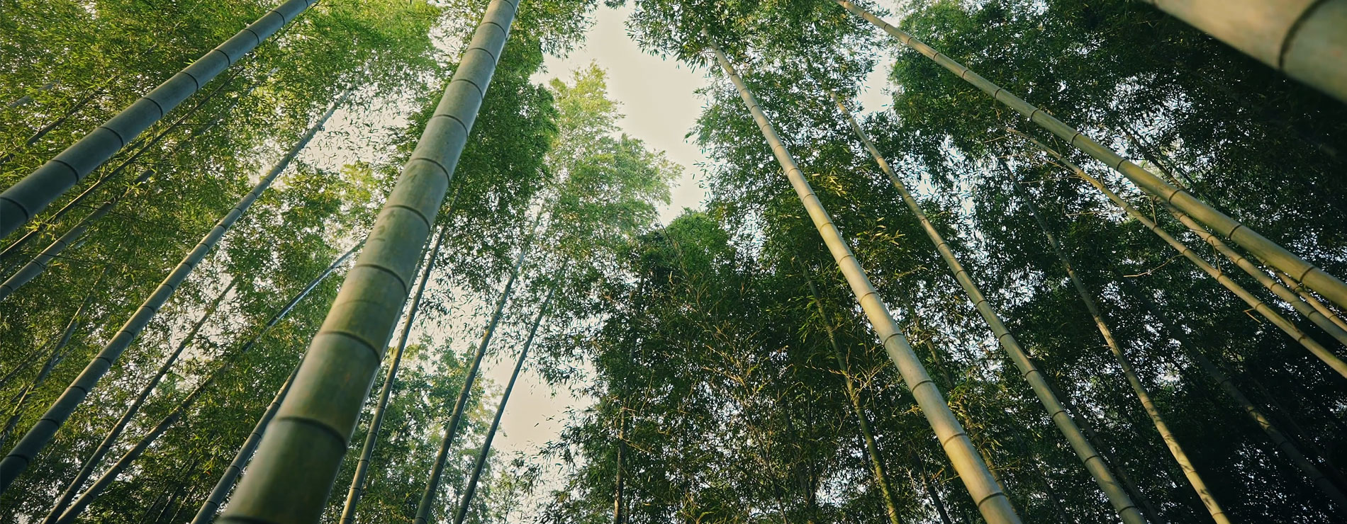 描述