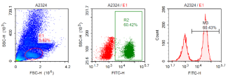 Anti-CD3（Green）