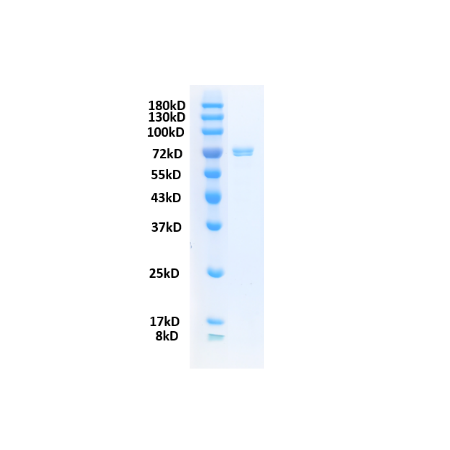 Wnt Surrogate Protein