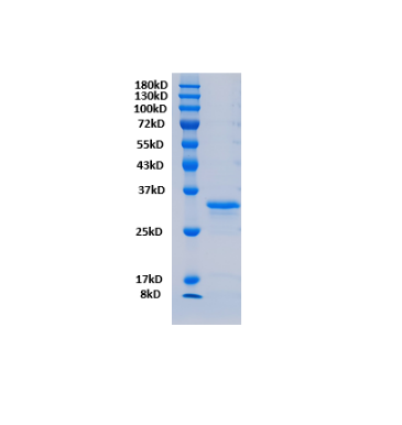 Fibronectin(P1361-S1592)