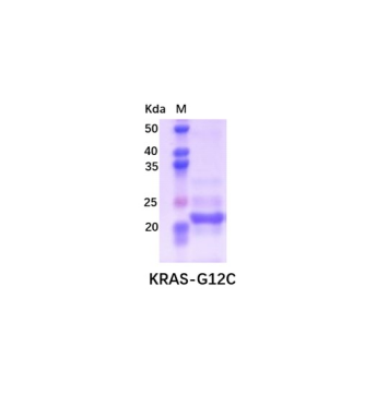 Human KRAS (G12C) Protein (His Tag)