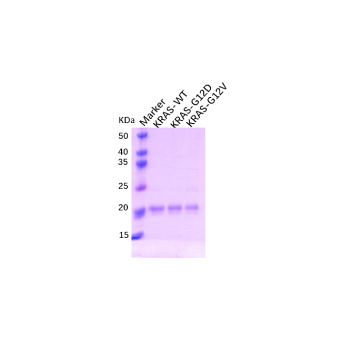 Human KRAS (G12V) Protein (His Tag)