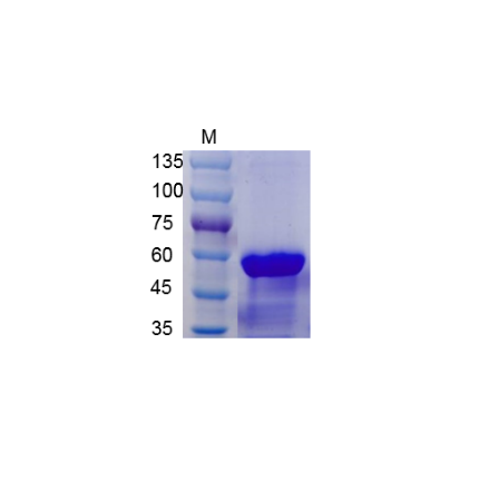 Human CD40 (Fc Tag)  Recombinant Protein