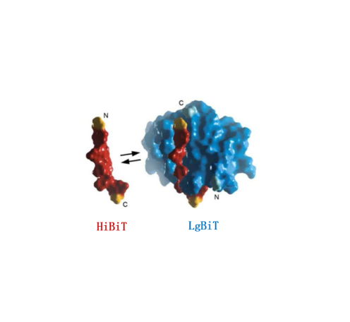 HiBiT Lytic Detection System