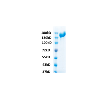 SARS-CoV-2 (BA.2) Spike trimer