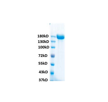 SARS-CoV-2 (BA.4/BA.5) Spike trimer