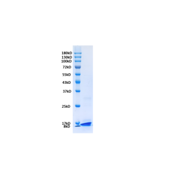 HBsAg-preS1