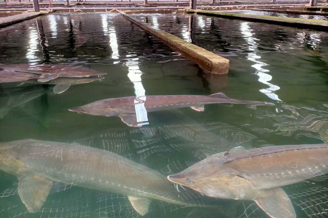 Yidu, Hubei: Sturgeon comes ashore a...