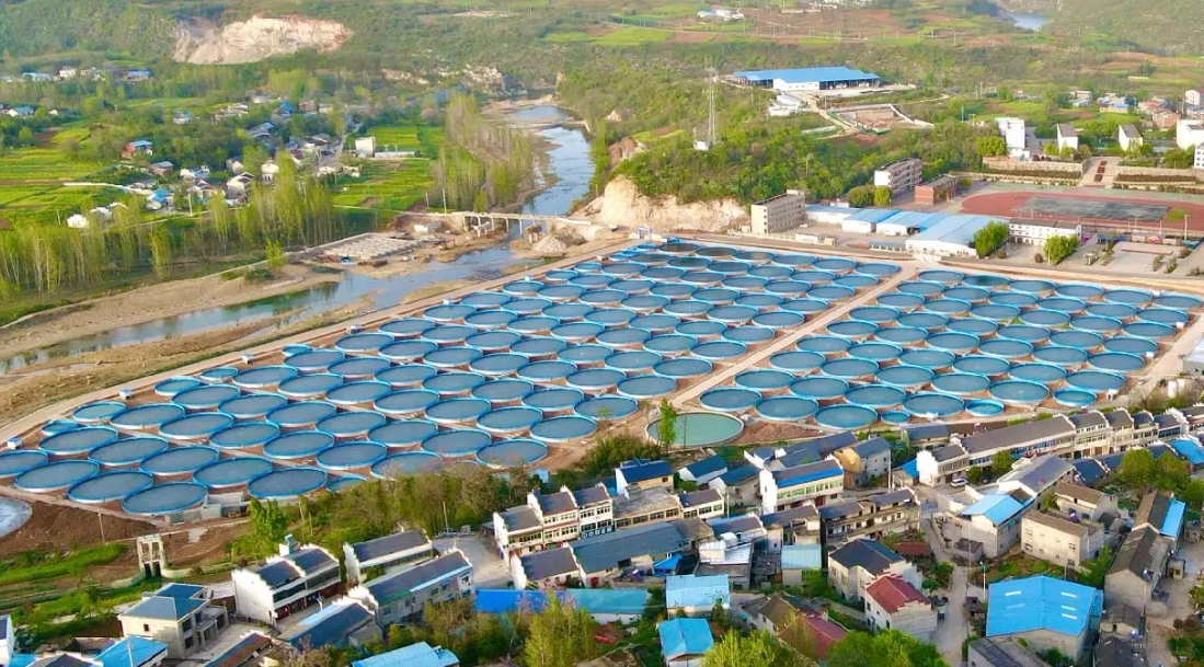 The Sturgeon Valley of the Han River (Shiyan) in China was completed and put into operation at the beginning of 2022. The project covers a total area of about 3000 mu, matching the cold water resources of the reservoir with 30 discharge per second. After the base is completed and put into production, it is estimated that the biological assets of 5 billion yuan (800000 mature female fish 30, 000 tons of Sturgeon biological assets) will become the main source of the whole breeding echelon in Qingjiang Sturgeon Valley in the future.