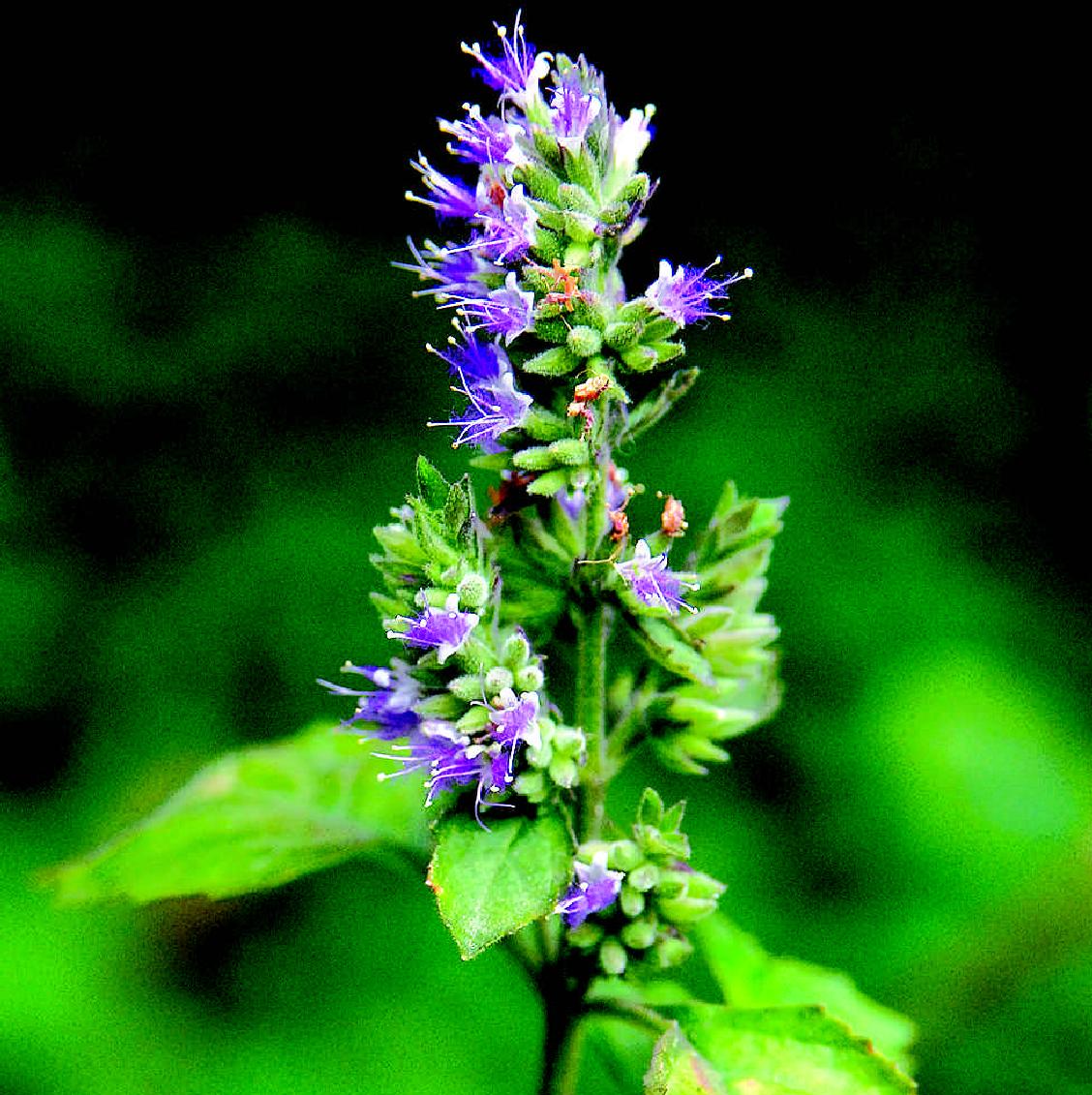 藿香的故事 - 杭本生