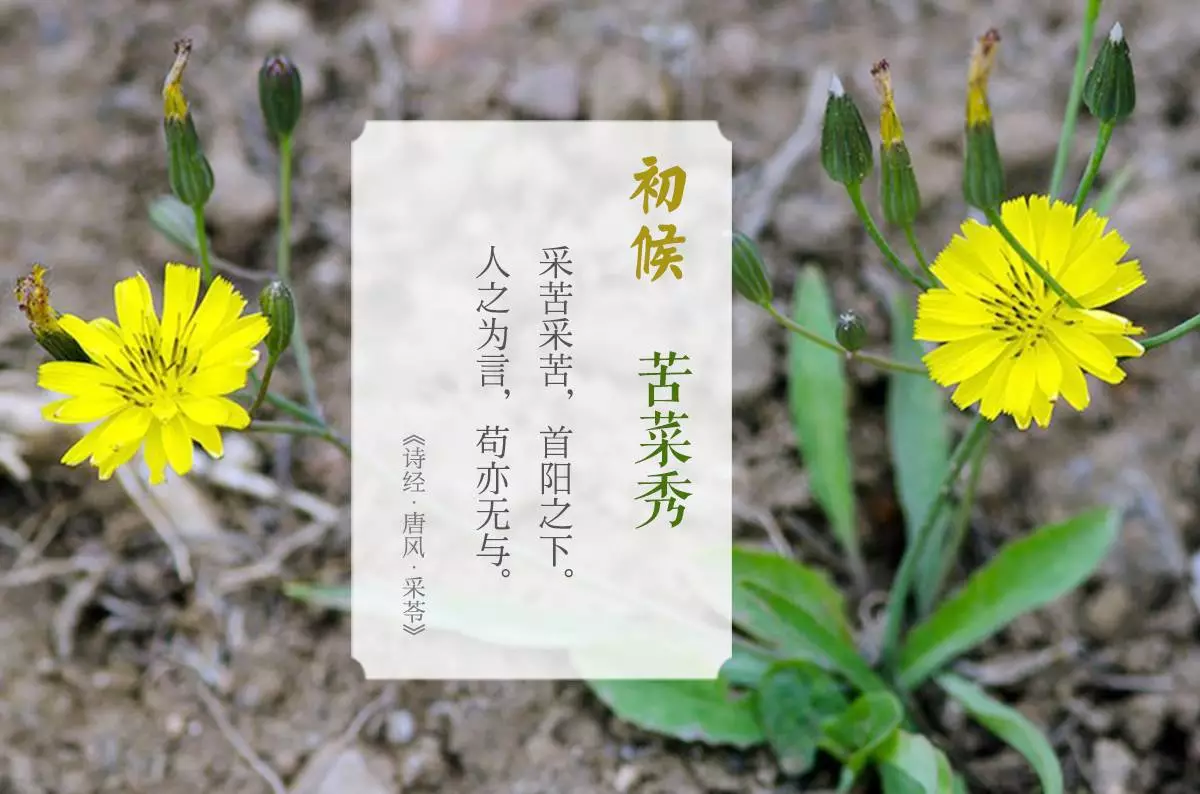 小满节气划分为三候,分别是"一候苦菜秀","二候靡草死"和"三候麦秋至"