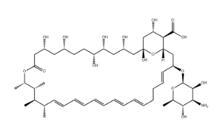 Amphotericin B