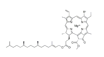 CHLOROPHYLL