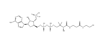 Coenzyme A