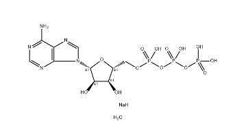 Adenosine 5' - Triphosphate disodium salt hydrate