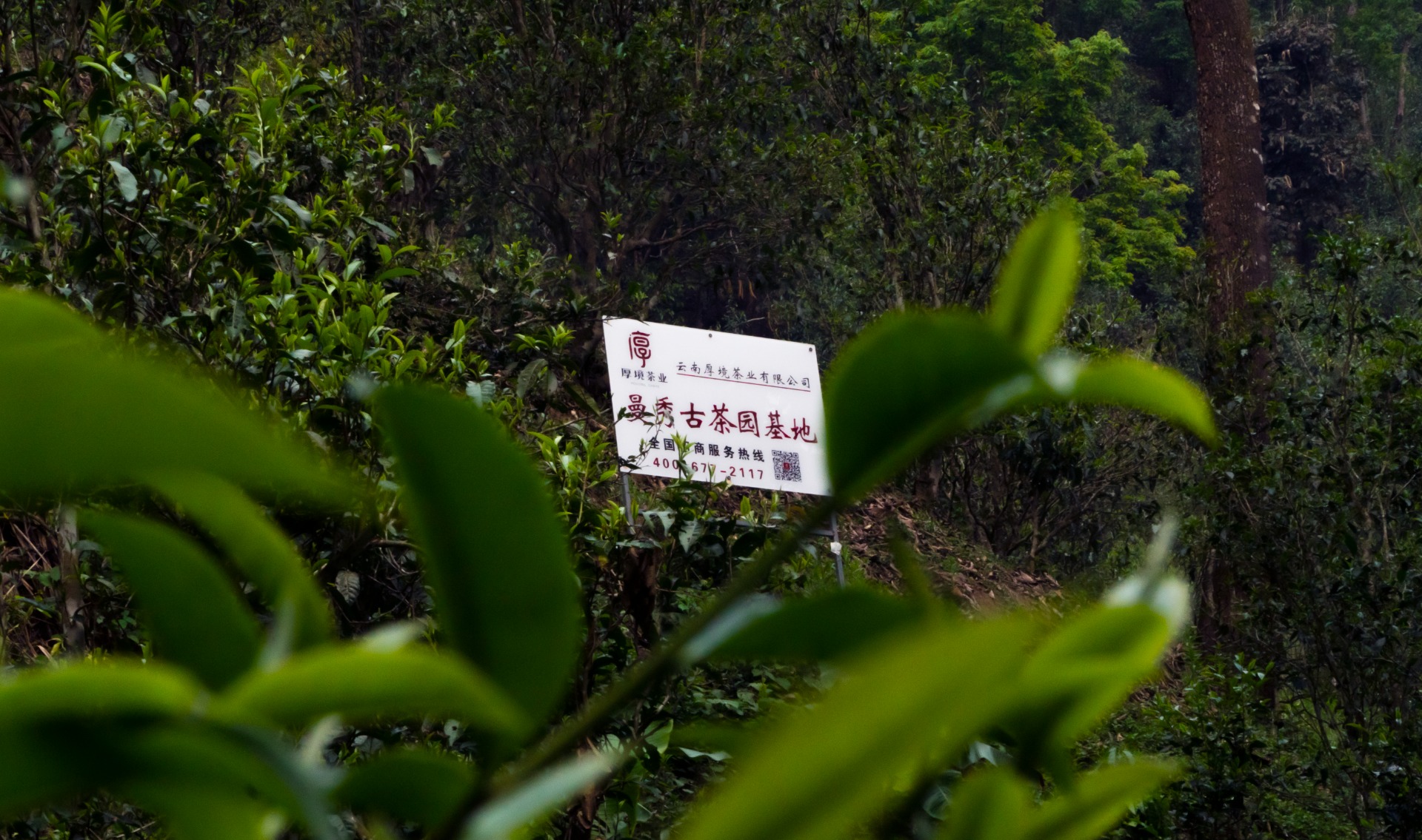 2018年储备原料，推出高端定制茶品模式。