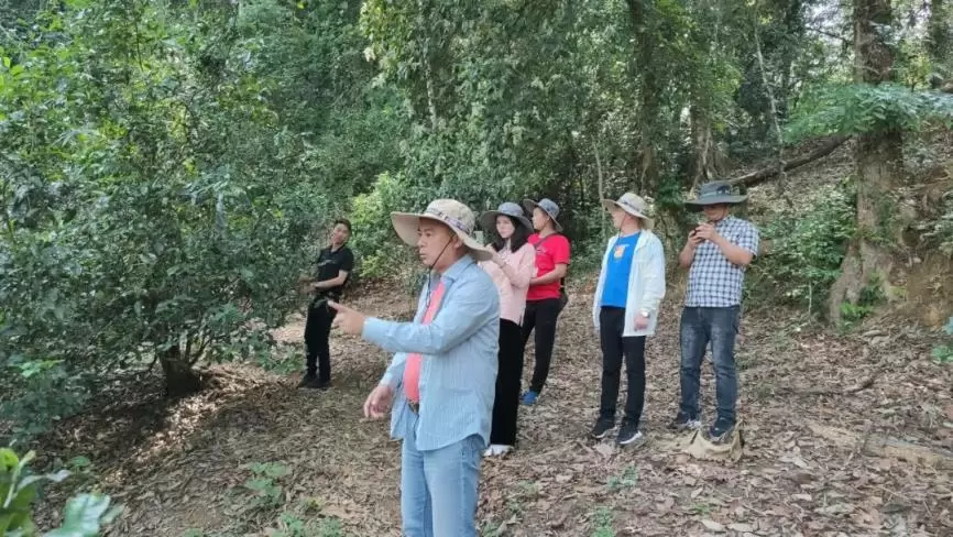 走进麻黑|厚境茶业麻黑（石门坎）古茶园一游