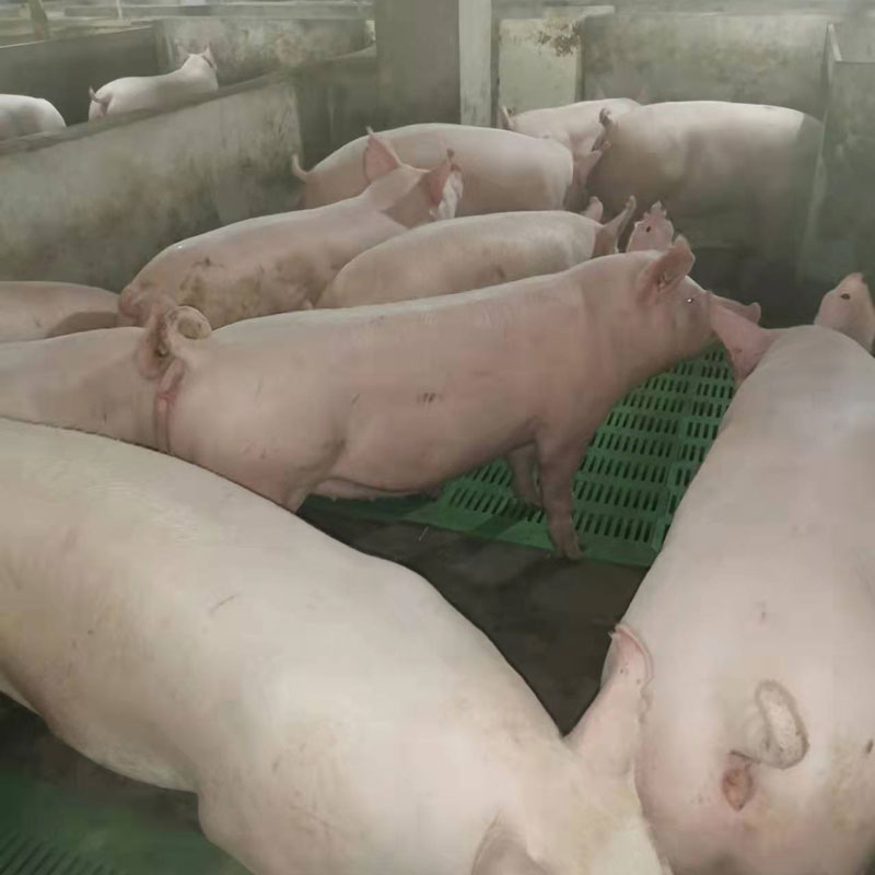 大白母猪