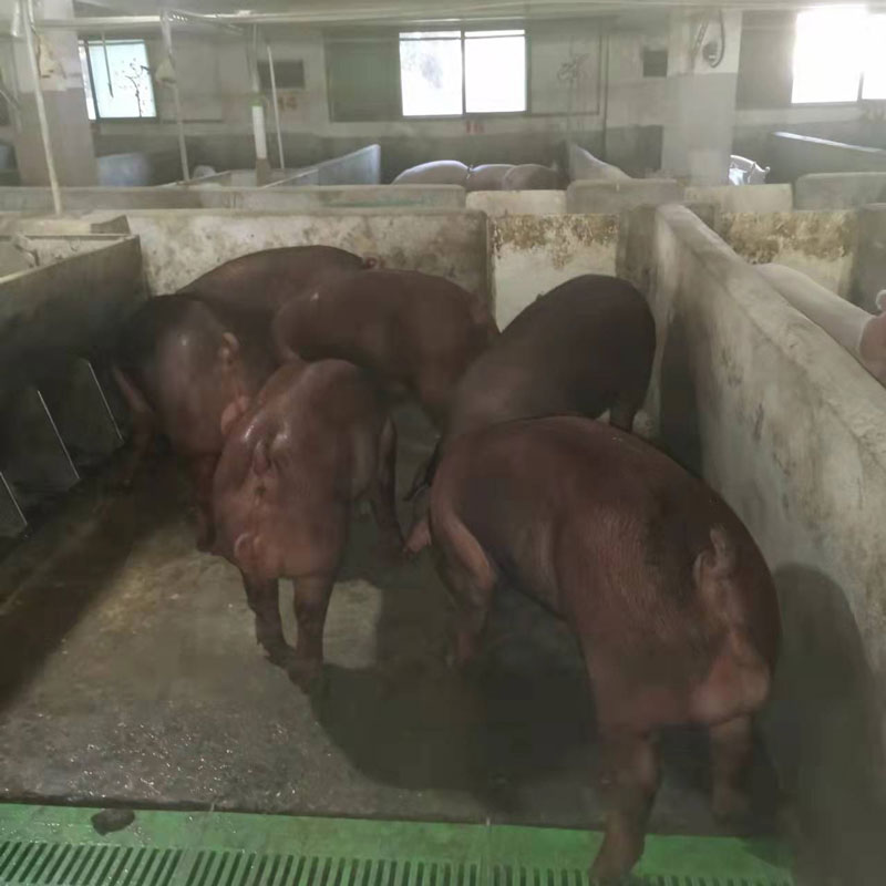 新美系杜洛克公猪