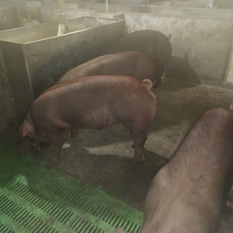 新美系杜洛克母猪