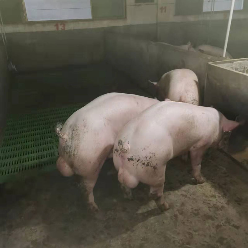 新美系大白公猪