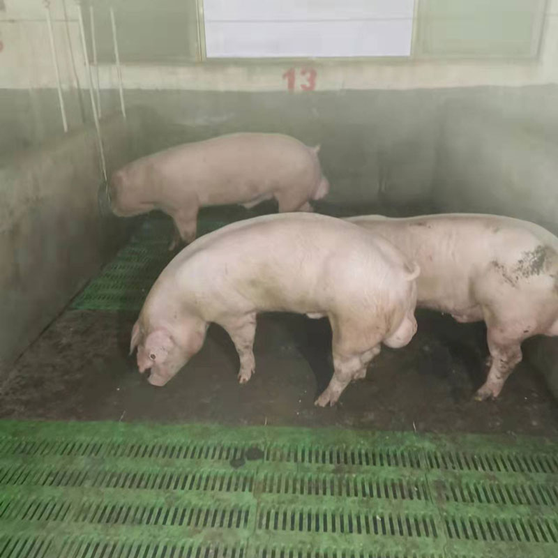 新美系长白公猪