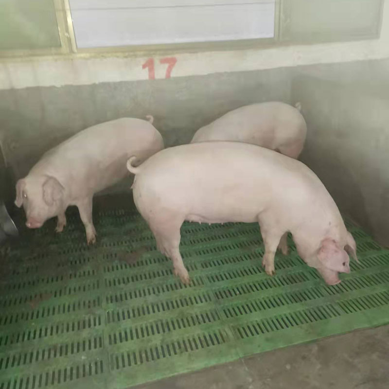 长白母猪