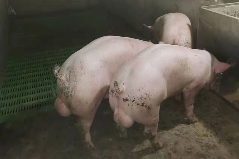 种猪