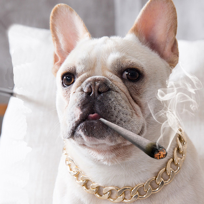 Pet Bling Bling Gold Chain