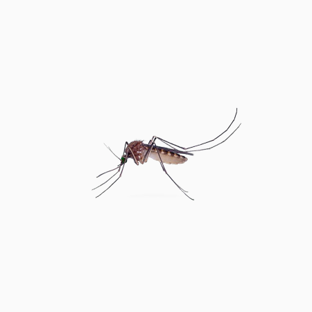 成都灭蚊虫防治