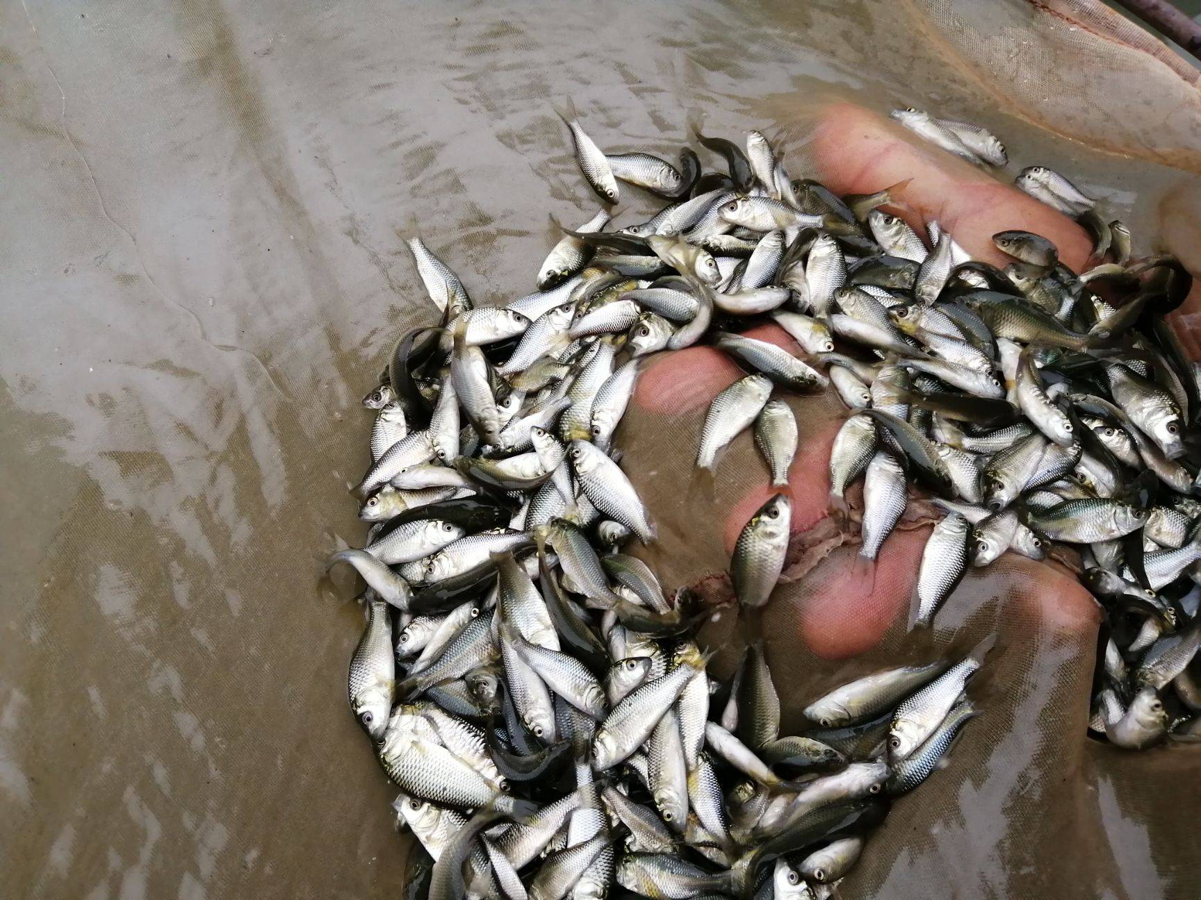 優質健康鯉魚苗批發-鯉魚苗批發-鯉魚